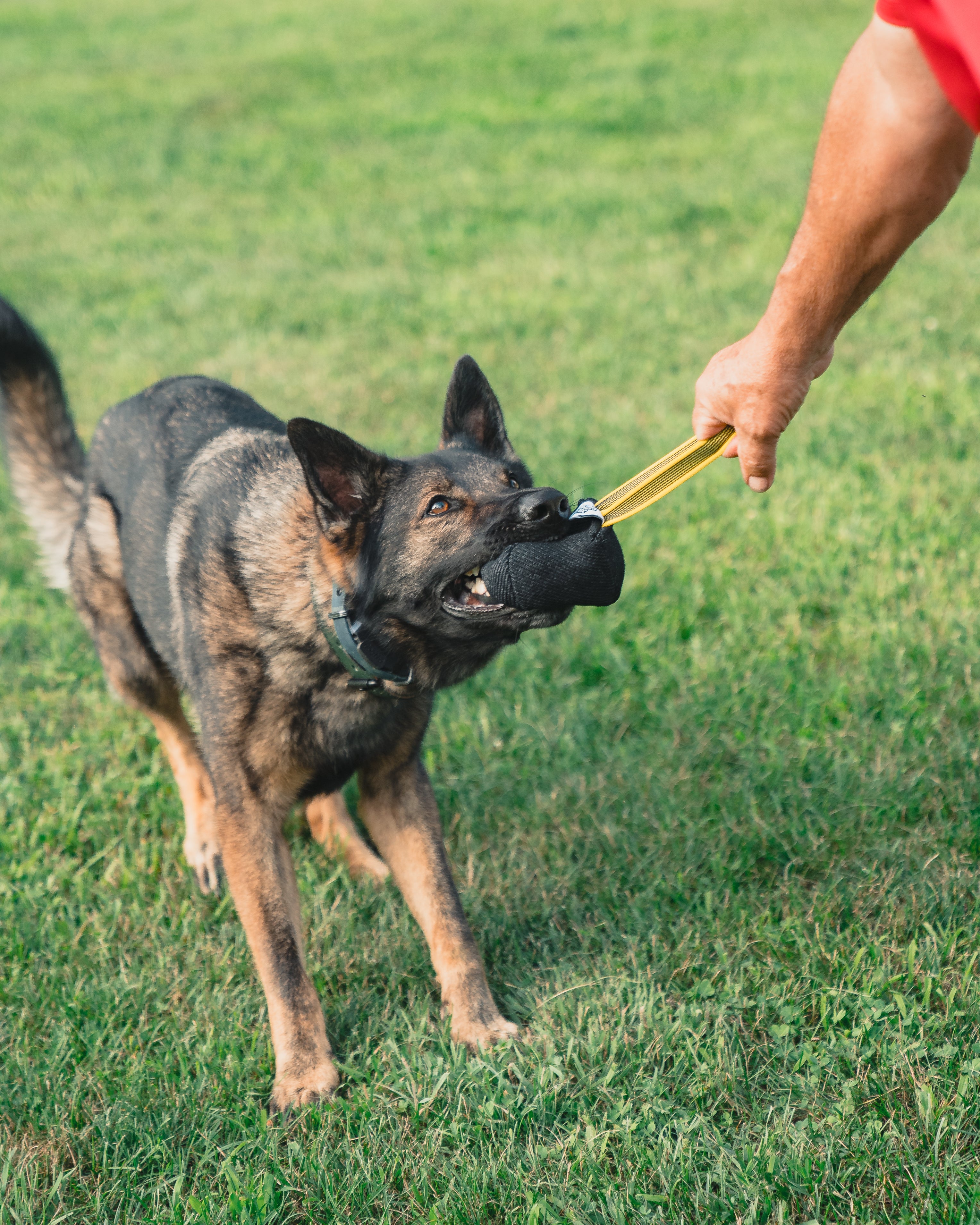 No Bad Dog Professional Tug Toy