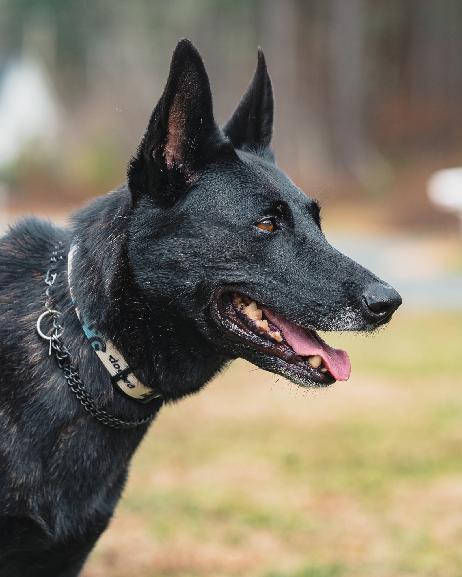 Dogtra 280C — Tom Davis Edition 2.0