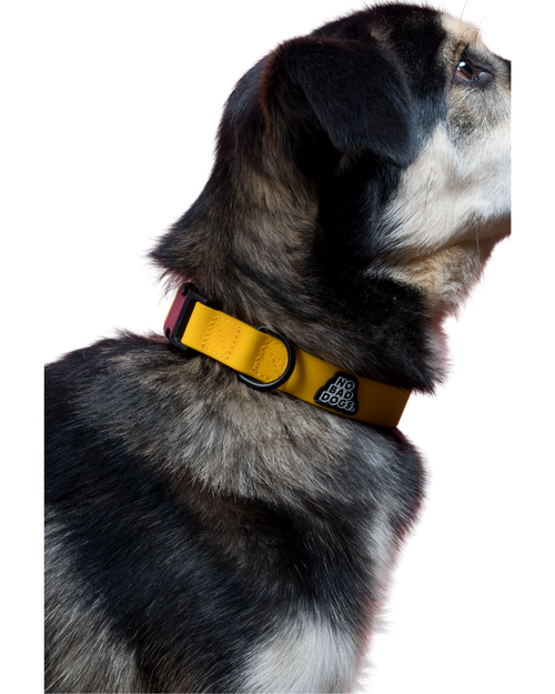 Everyday Collar
