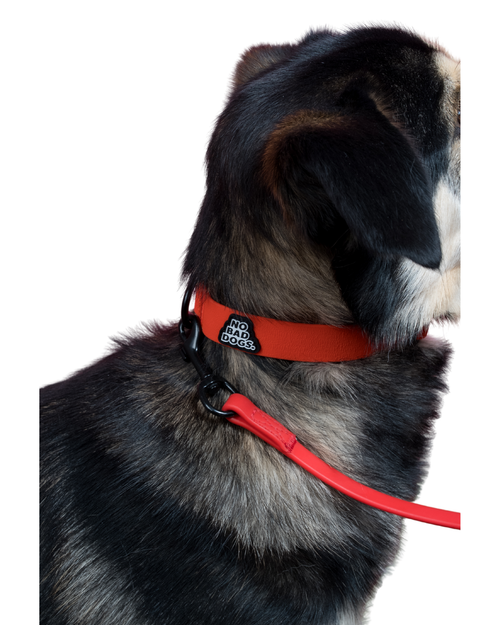 Everyday Collar