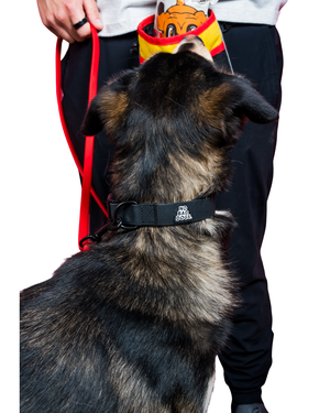 Everyday Collar