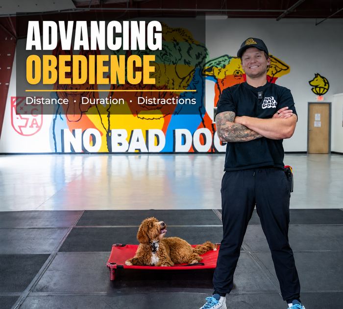 Advancing Obedience Course