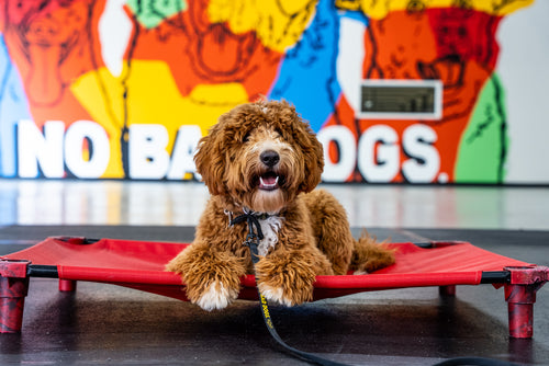Advancing Obedience Course
