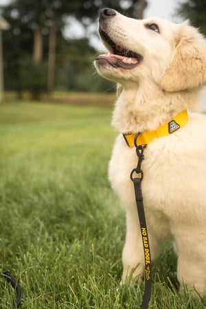 Gummy Training Leash