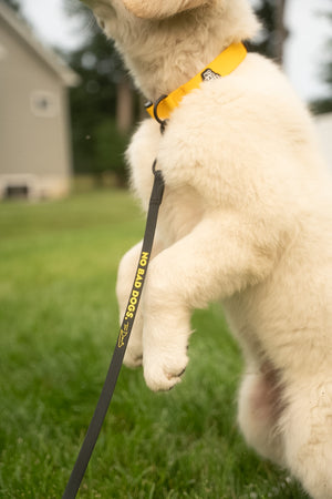 Gummy Training Leash