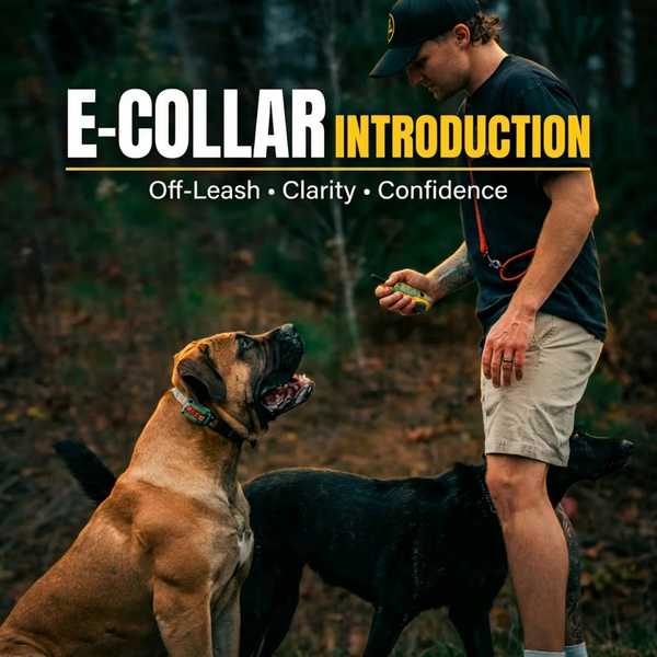 E-collar Introduction Course