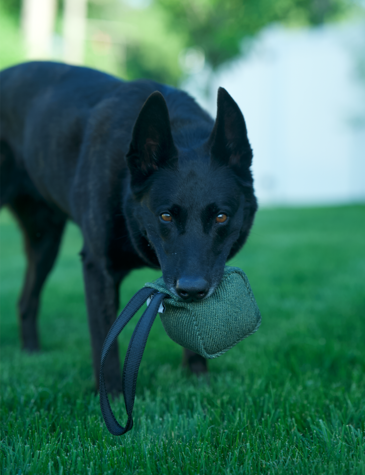 Professional Tug Toy