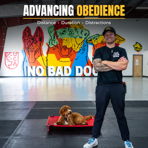 Advancing Obedience Course