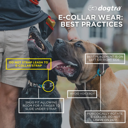 Dogtra 280C — Tom Davis Edition 2.0